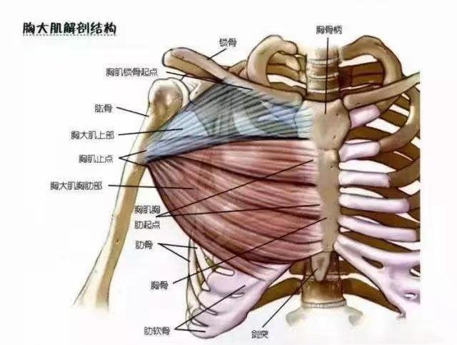 胸大肌肌腱图片