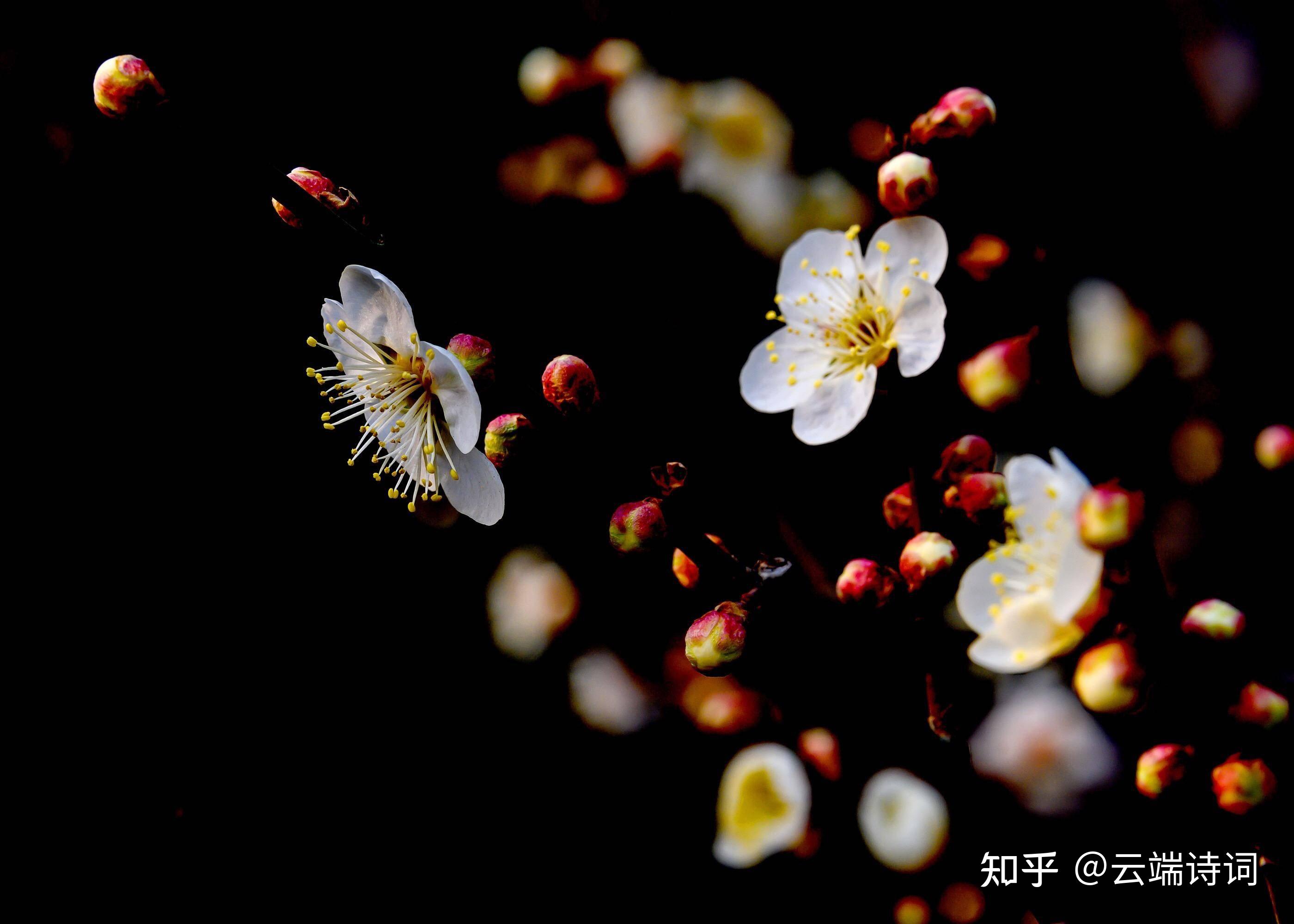 十首有关江梅的诗词，红小粉疏烟幂幂，影低香远水粼粼 - 知乎