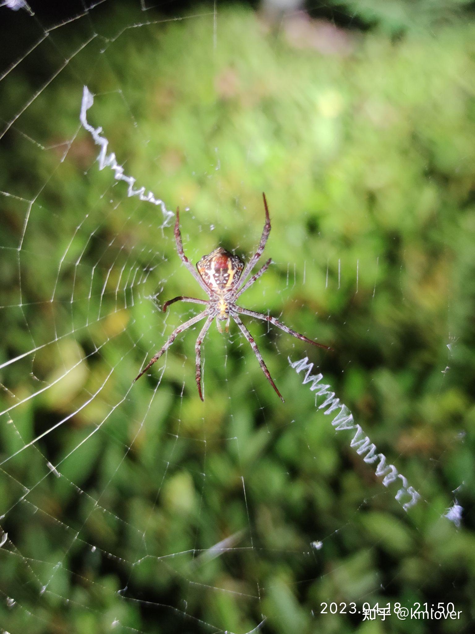 求助图中腹部有两条荧光绿色竖纹的小型蜘蛛是哪种蜘蛛?