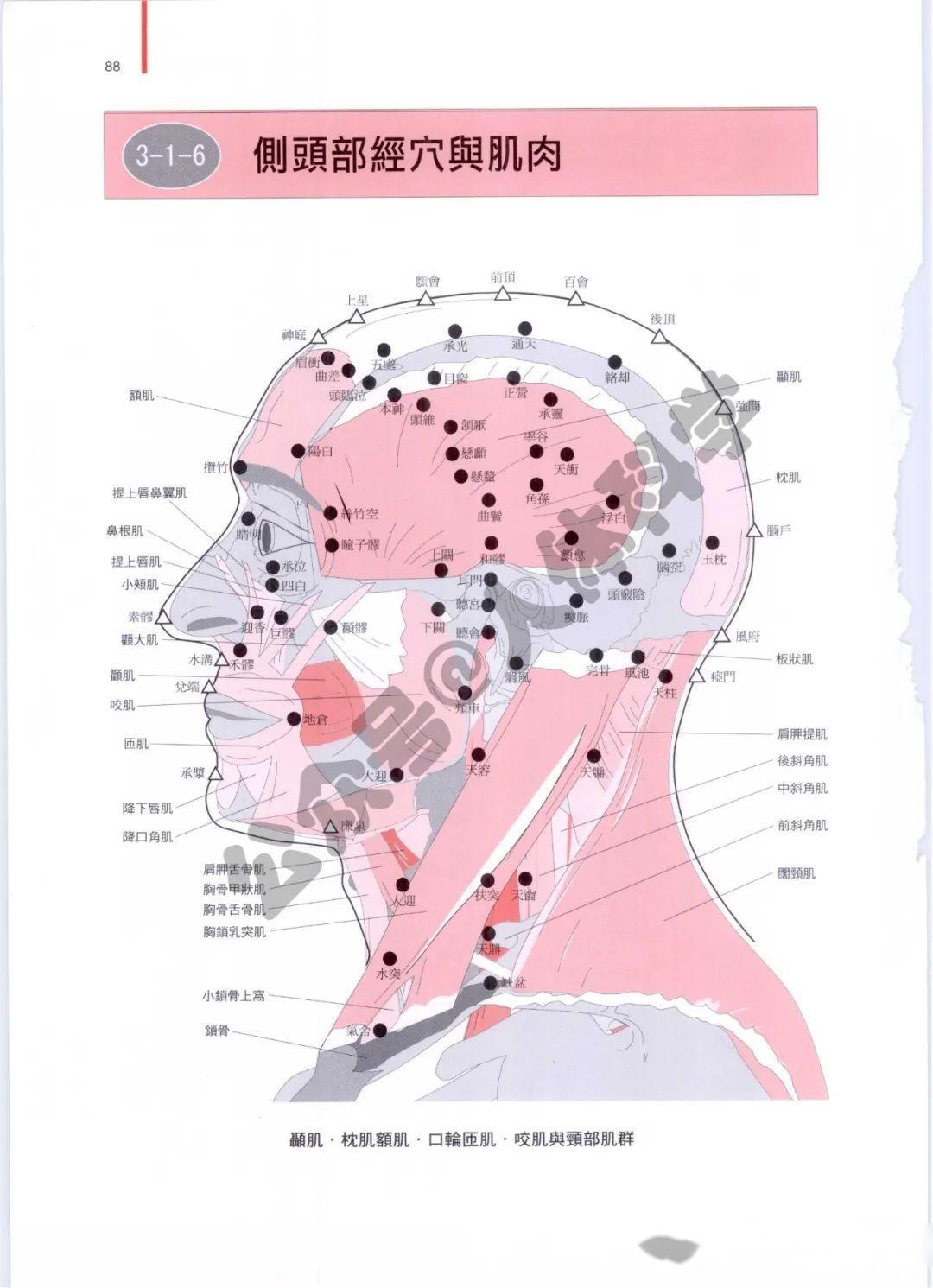 【中医解剖】头部、颈部的经络穴位解剖图谱 - 知乎