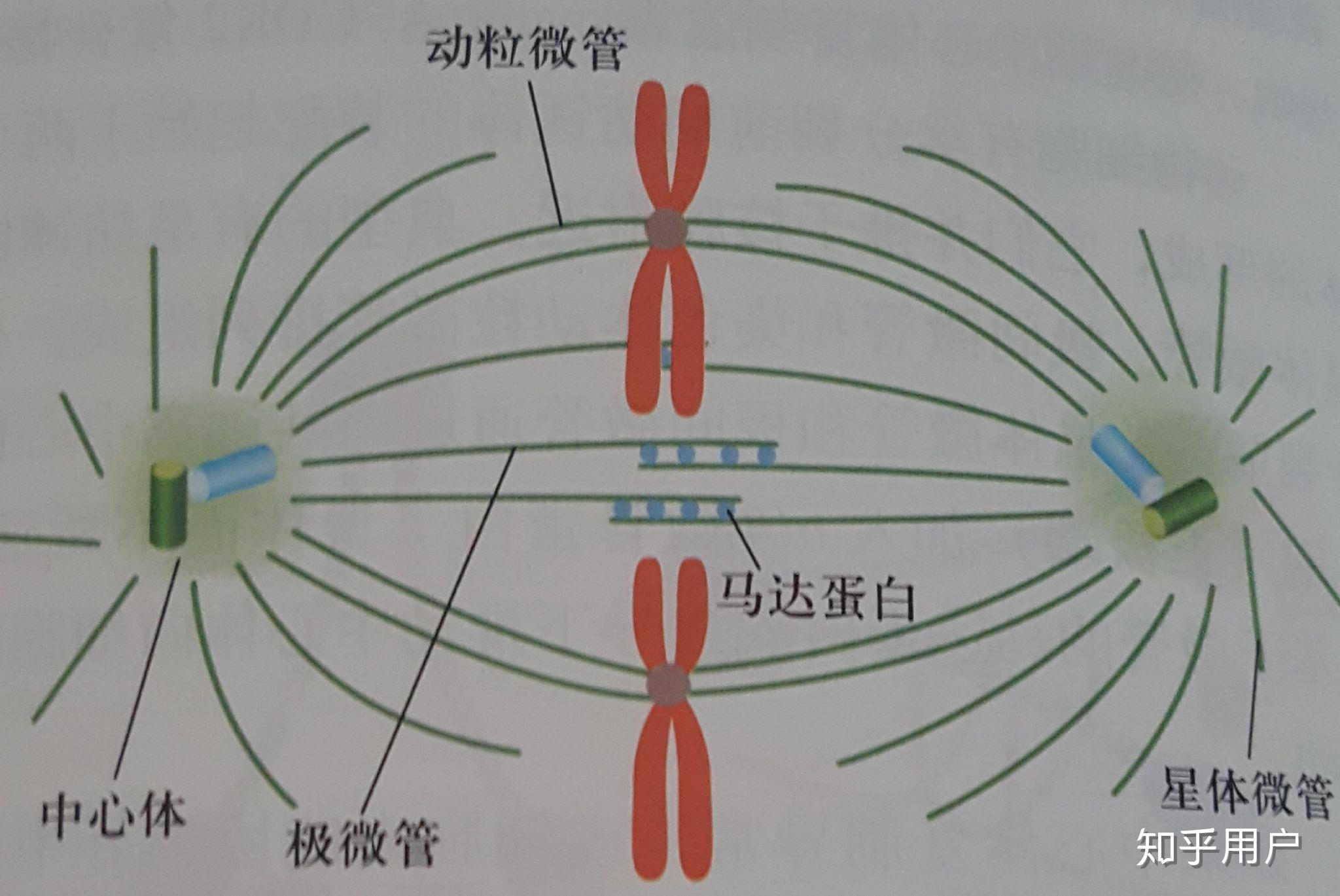 在有丝分裂前期,动粒和微管正极结合,那微管是怎么延长,推动染色体达到赤道板的? - 知乎