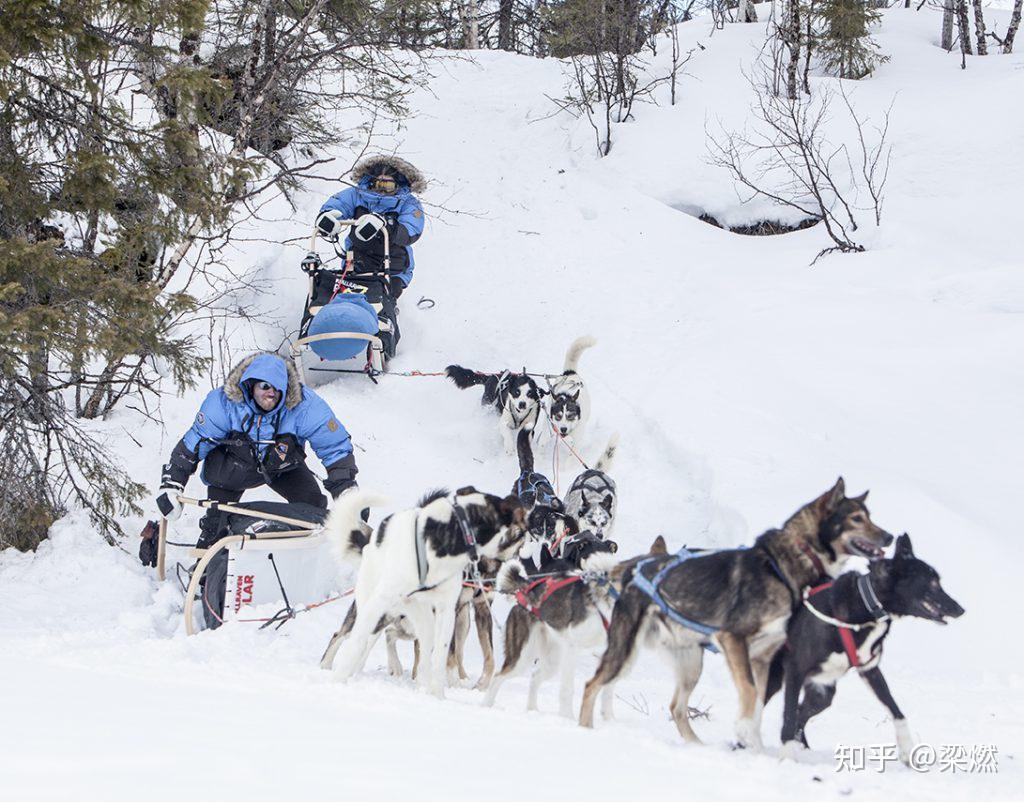 哈尔滨回应网友建议取消狗拉雪橇 狗拉雪橇是否存在虐狗嫌疑?