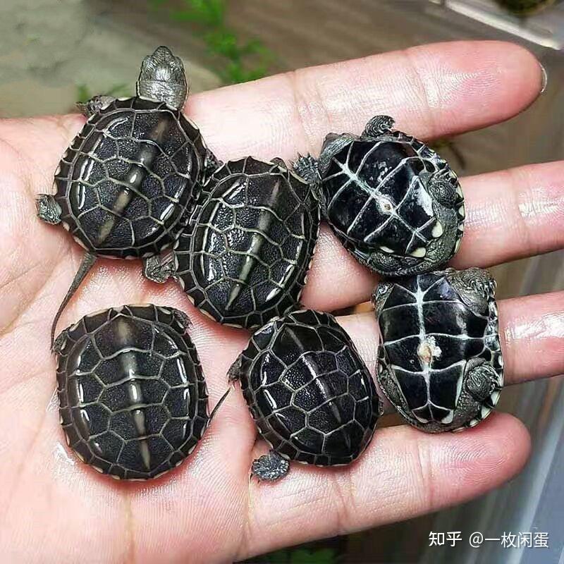 有哪些好养的乌龟品种推荐？ - 知乎