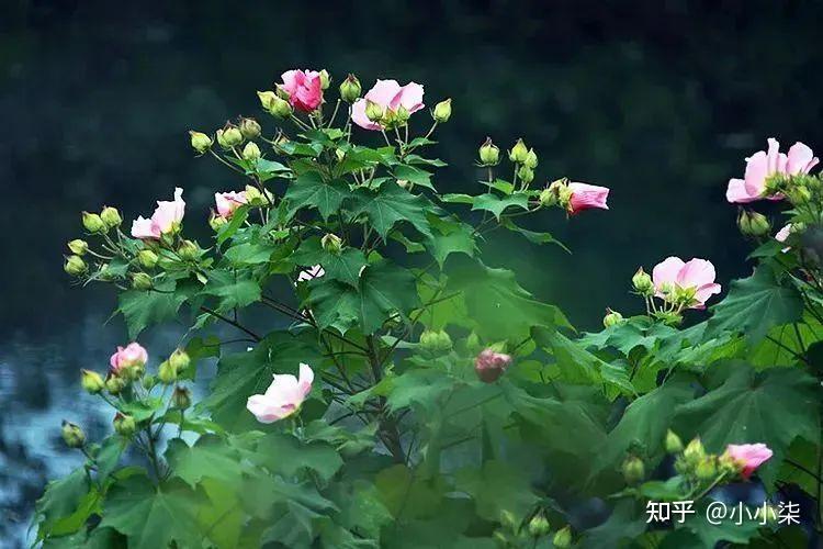 俗语:“穷看碗,富看穿,槐树不栽庭院间” - 知乎