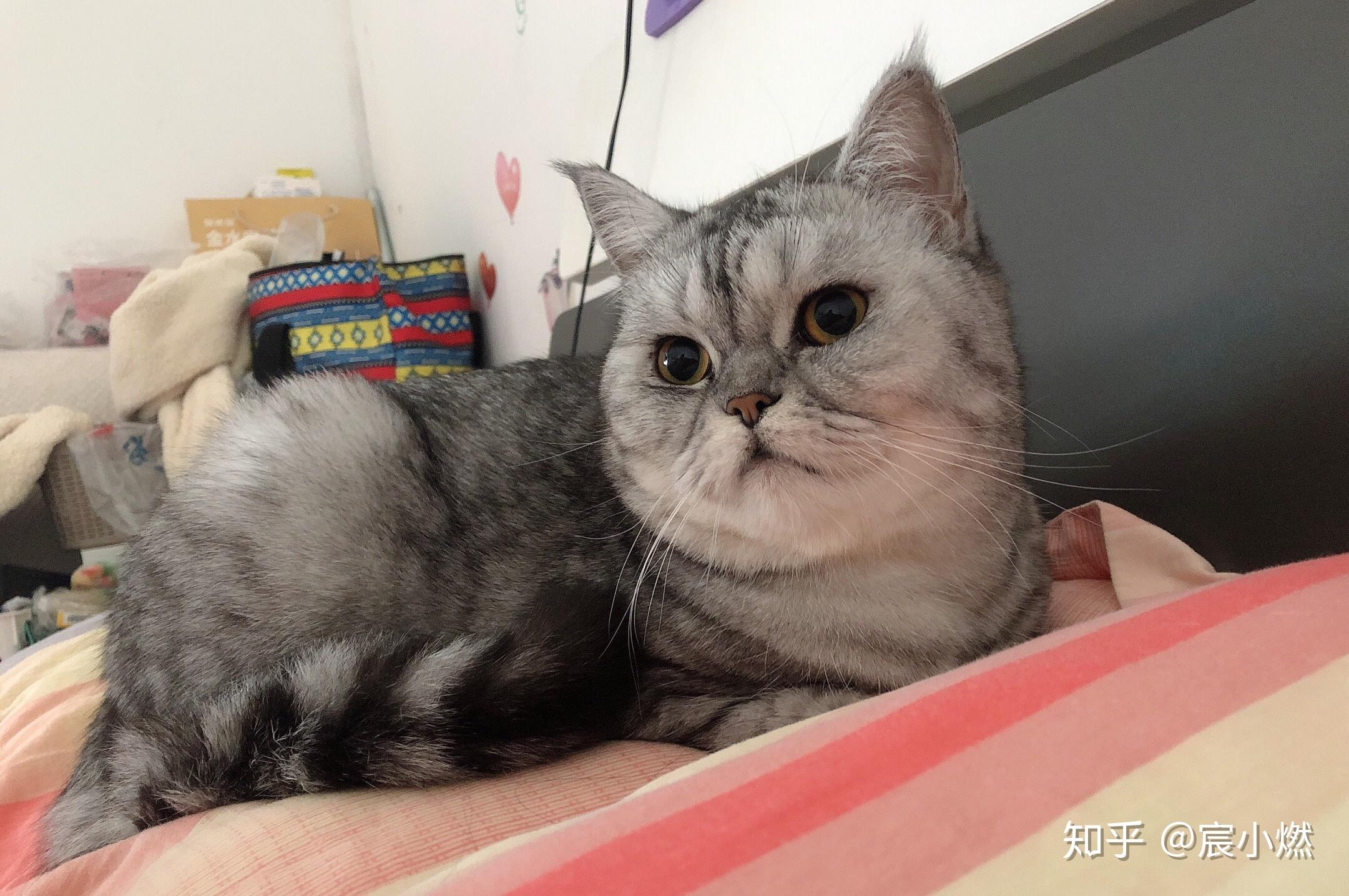 蓝猫和银渐层能配出什么样的小猫? - 知乎