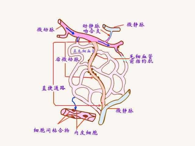 微循环对人体的作用