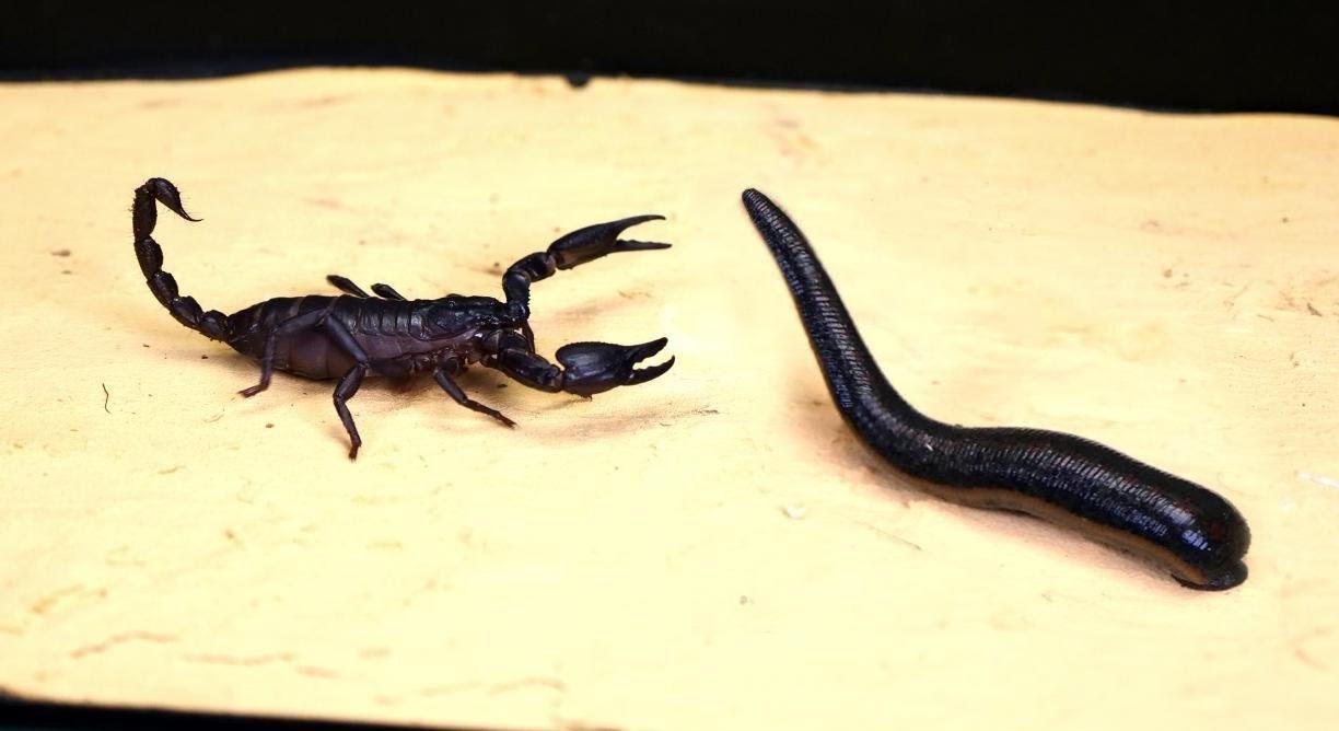 蝎子和水蛭大战,结果会如何? - 知乎