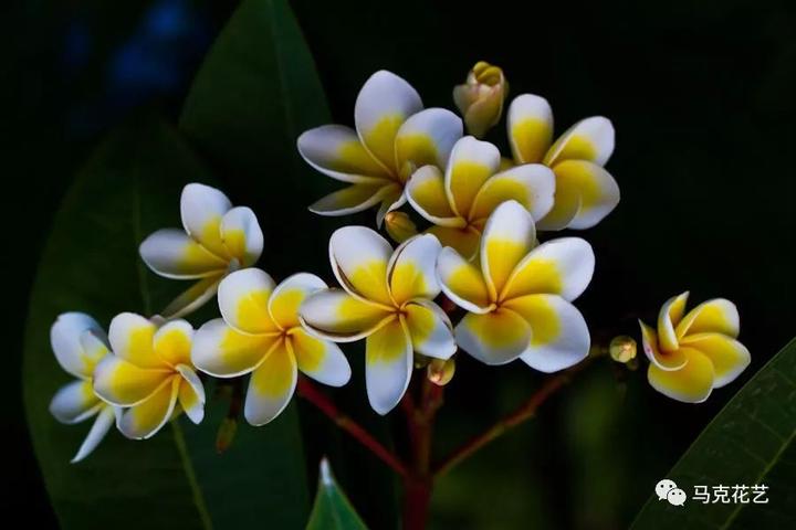 见过炫目的双色花，你还看得上单色花？（二） - 知乎