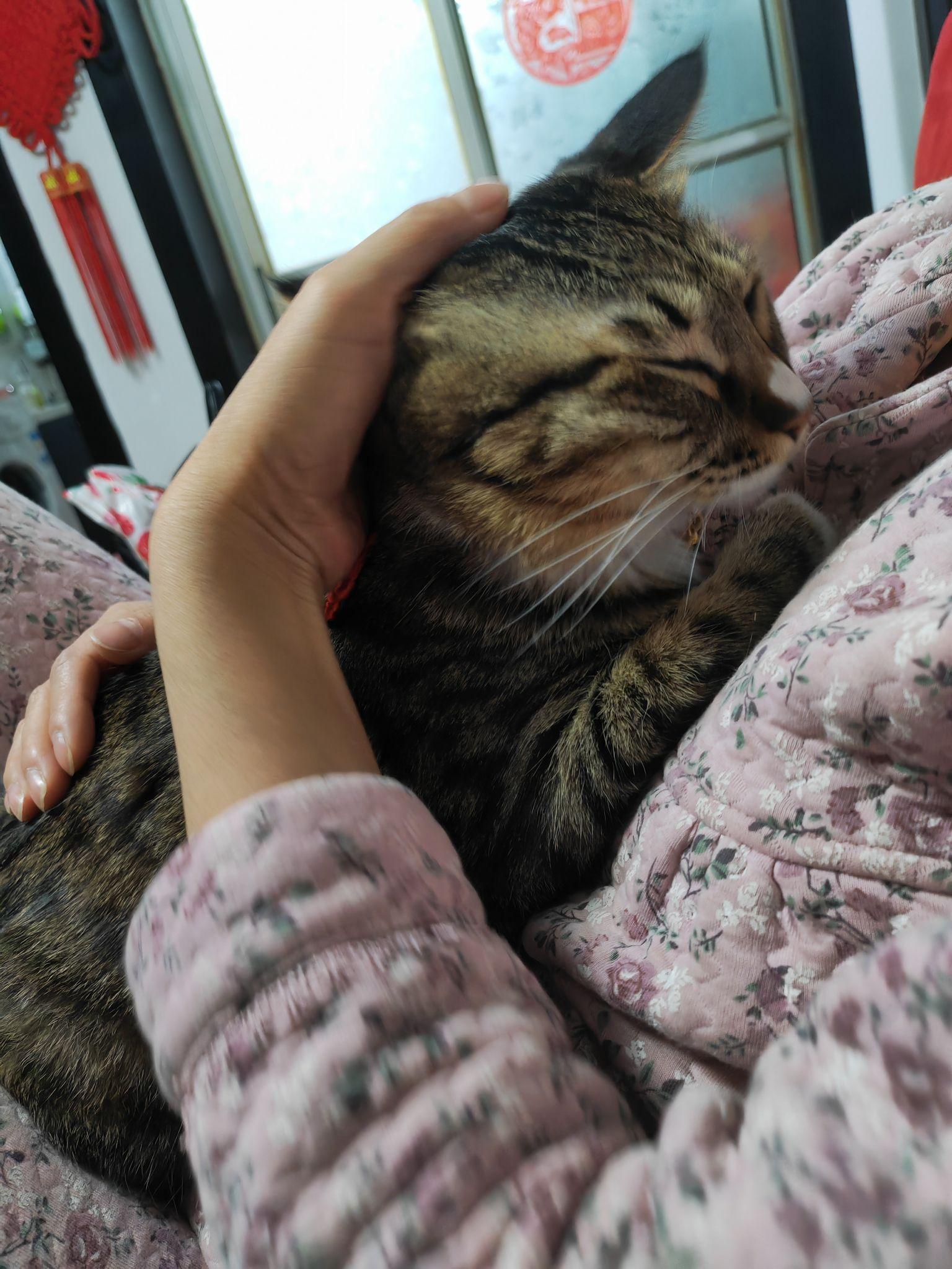忍不住想去摸猫猫怎么办? - 知乎
