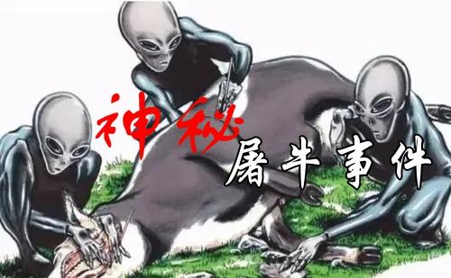 世界未解之谜闻名中外的美国屠牛事件,真相到底是.