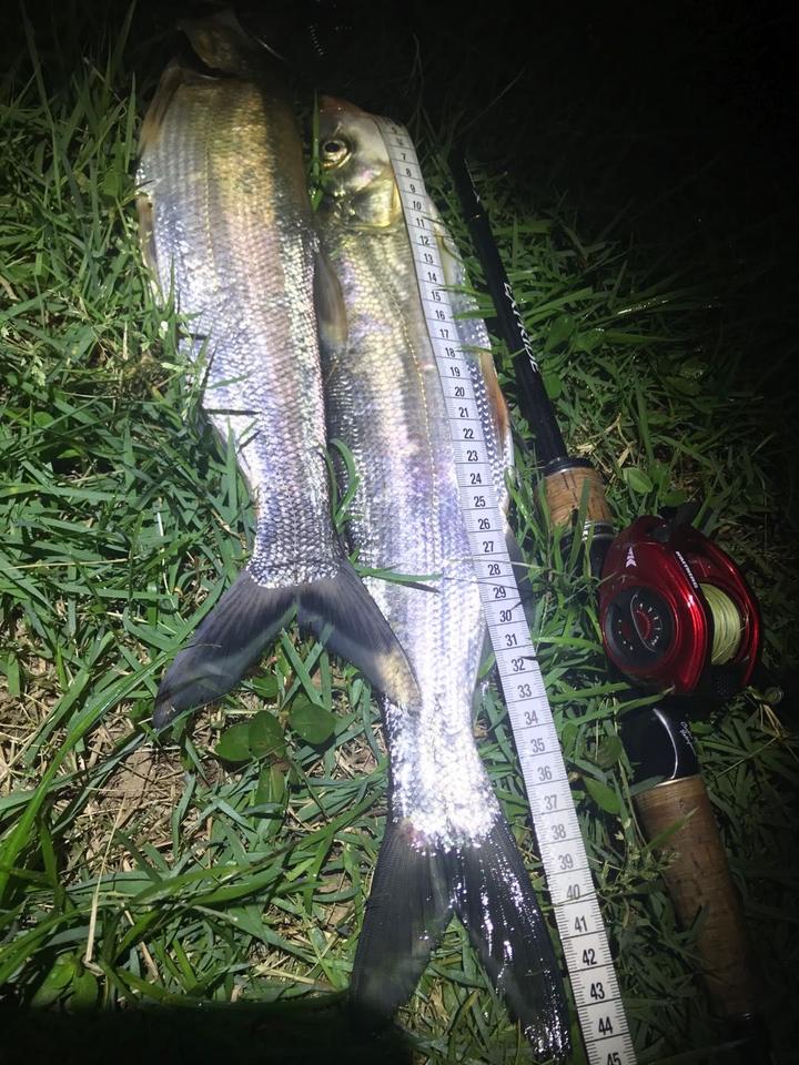 夏季夜钓翘嘴带什么饵都别忘带上波爬