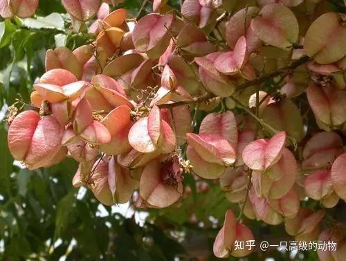 常见植物笔记(二) - 知乎