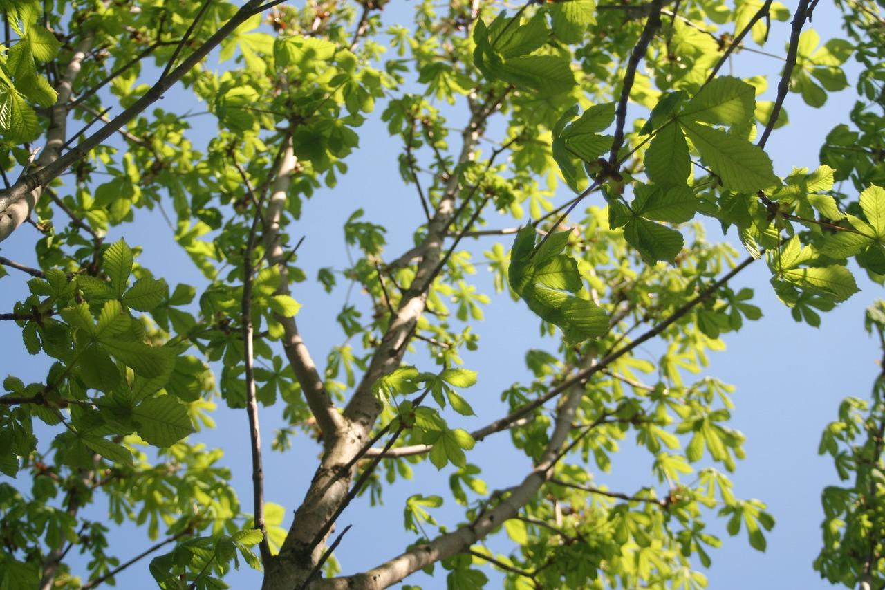 2. 挂果成熟时间