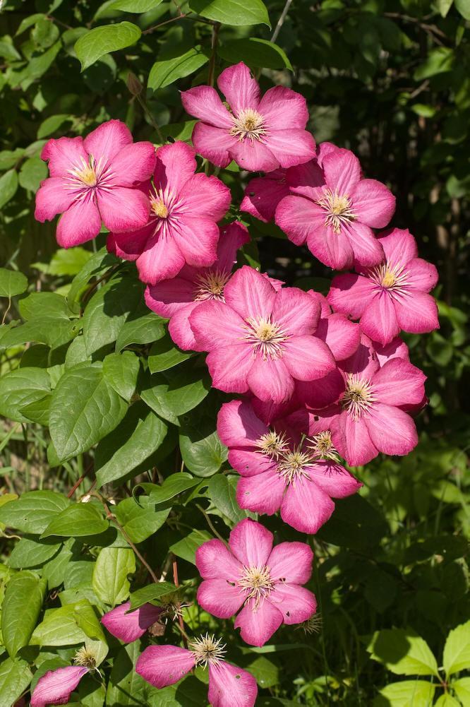 15种开在春天的花图片