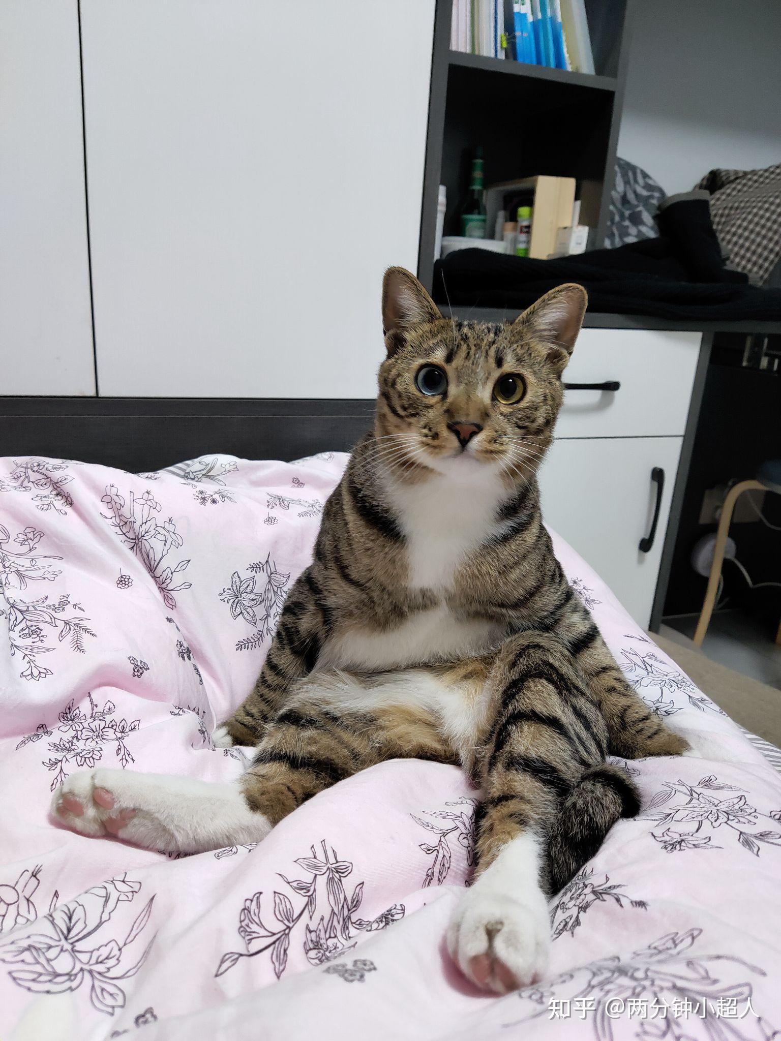 有纯种的蓝眼睛狸花猫吗,是由基因决定的吗? - 知乎