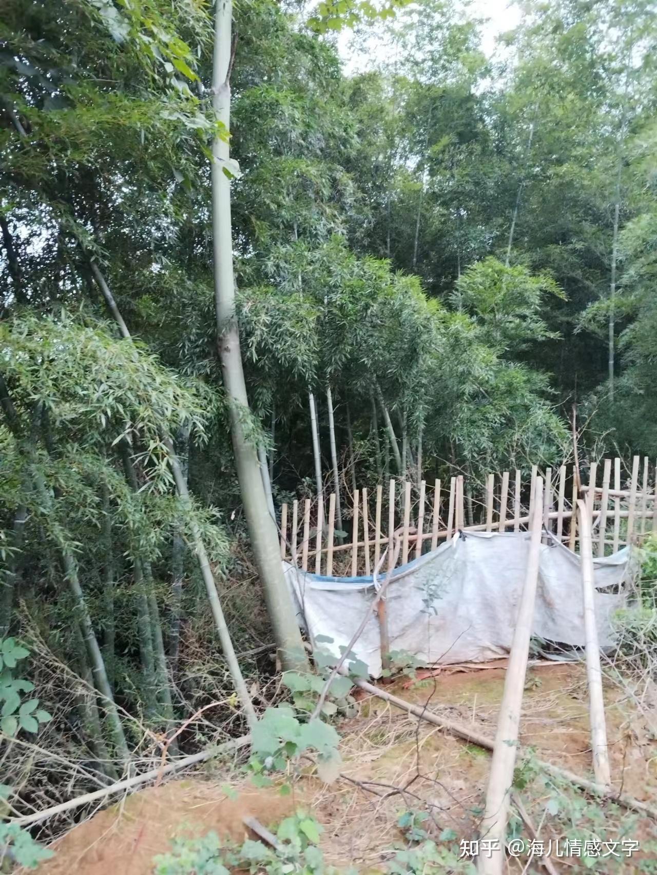 父母不到60患癌去世,老家朋友告诉我,700平老屋地基被邻居圈占 - 知乎