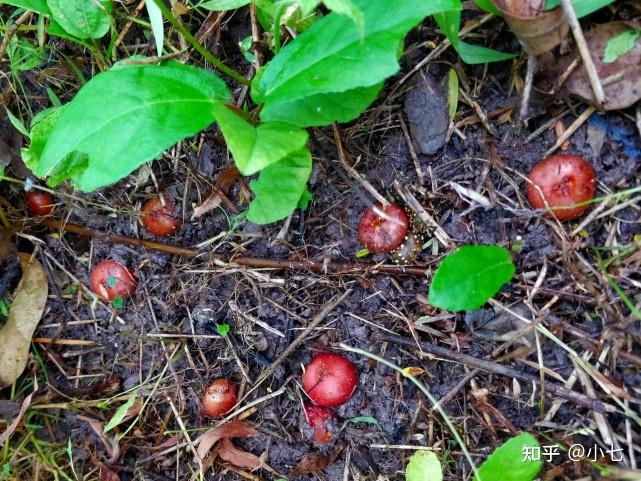为什么没人养殖地石榴