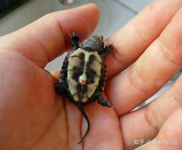 刚出壳的草龟怎么养? - 知乎