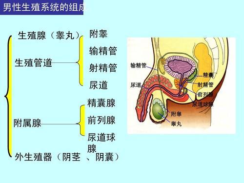 医院泌尿科都是男的吗女的（医院泌尿科都是男的吗女的挂号） 医院泌尿科都是男的吗女的（医院泌尿科都是男的吗女的挂号）《医院泌尿科都是男的吗有没有女的》 女科知识