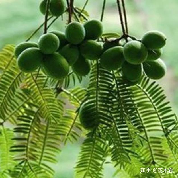 珍稀濒危物种|原产我国的6种特有榧树的辨识区别 - 知乎