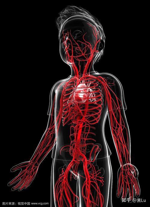 人体血管一共多长? - 知乎