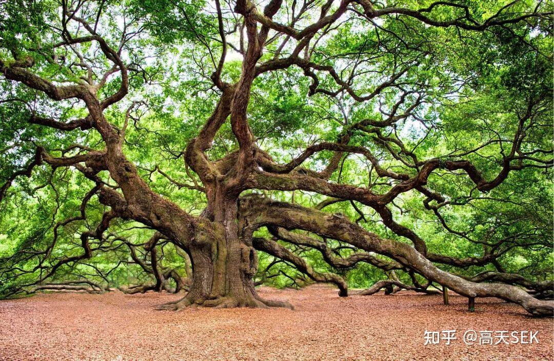 共生绞杀的启示：资源博弈时代下的生存和成长智慧 - 知乎
