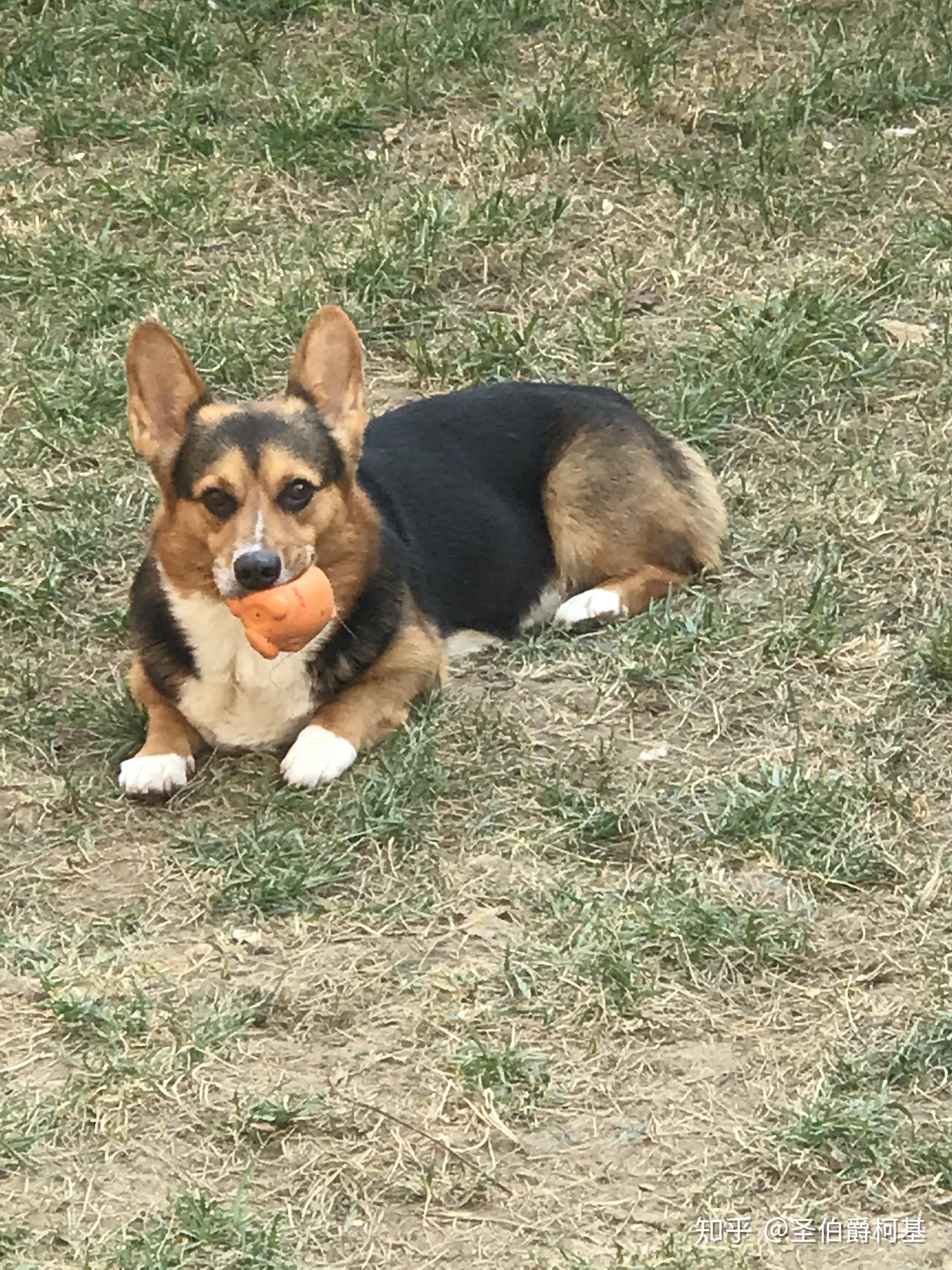 柯基怎么区分黑头和黄头? - 知乎