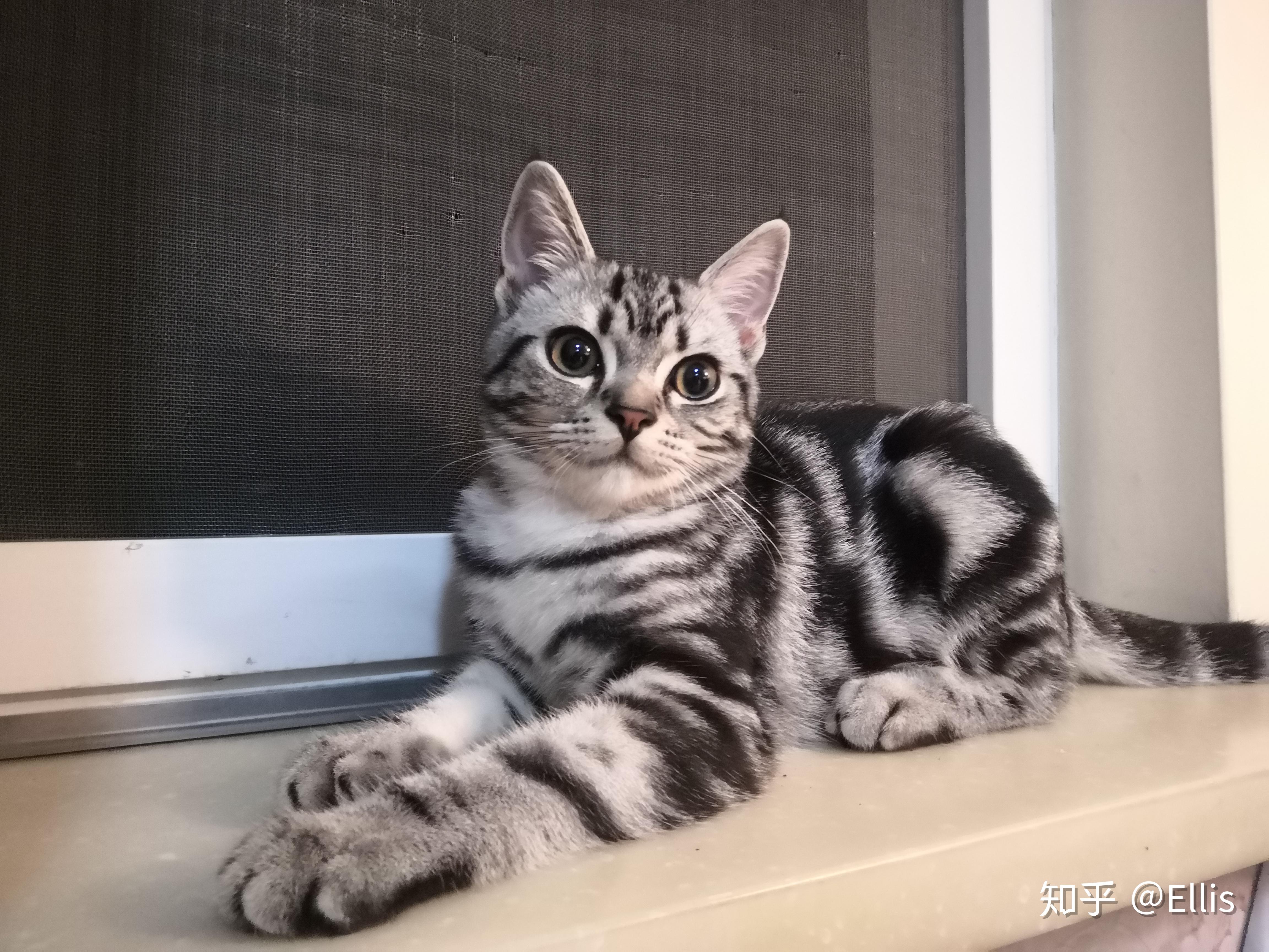 美短猫猫,哪个好看?求推荐! - 知乎