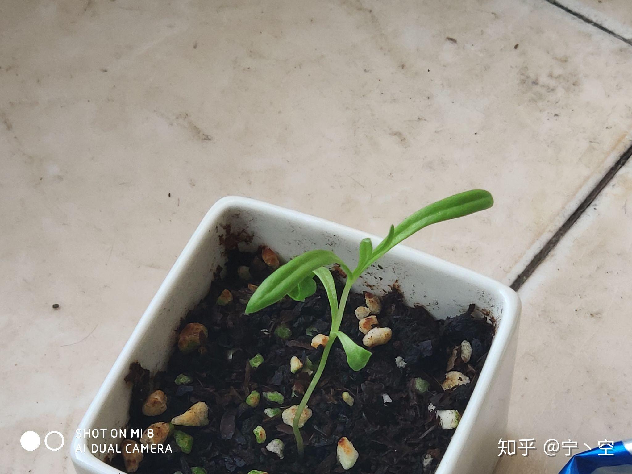 如果刚接触种植的新人什么都不懂,候鸟带来了罂粟种子并且长大了,算