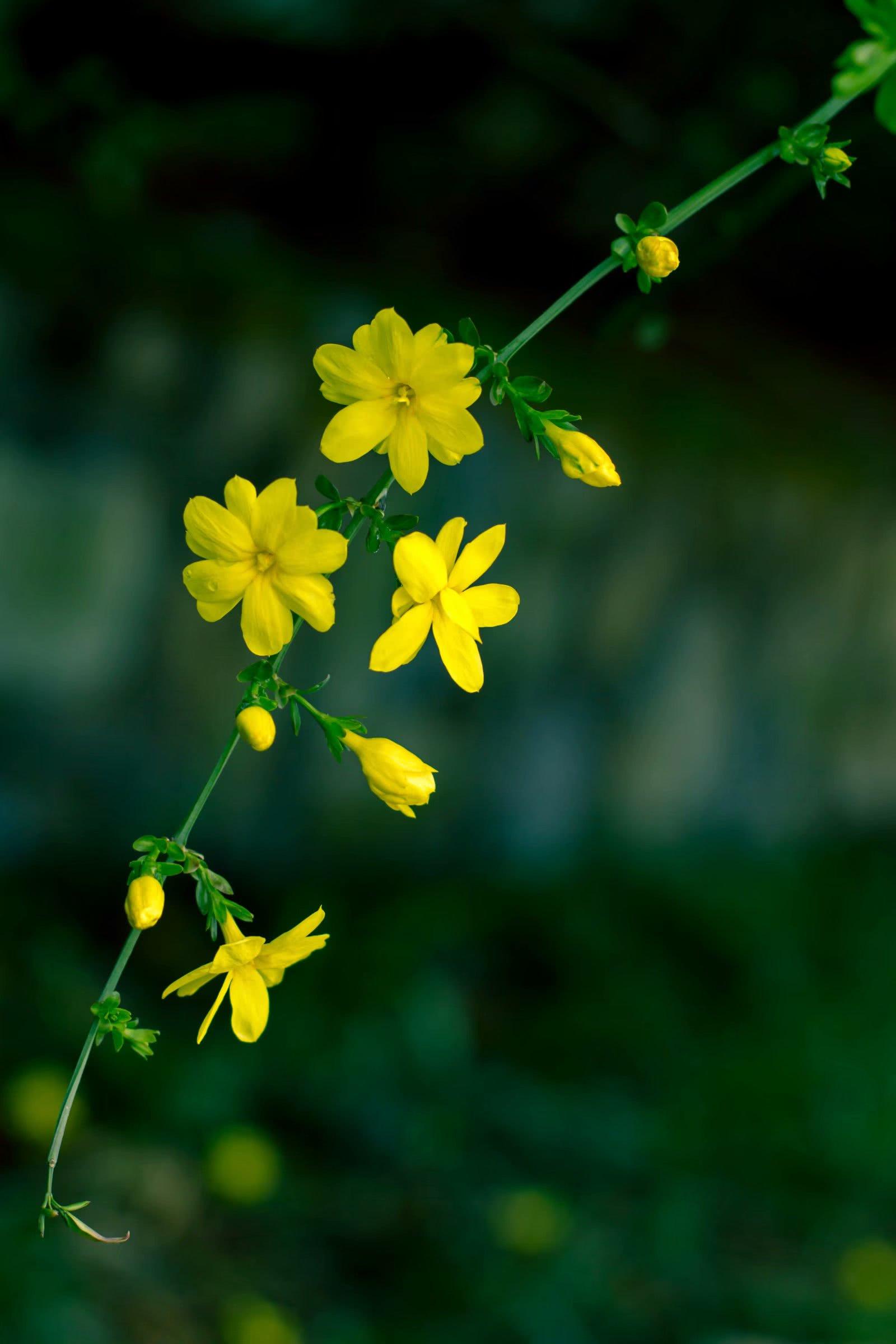 你知道迎春花的花语吗