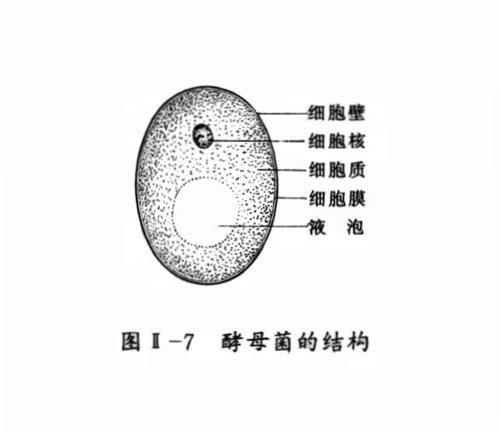 有谁知道液泡在各种生物中是如何分布的只有植物存在液泡吗