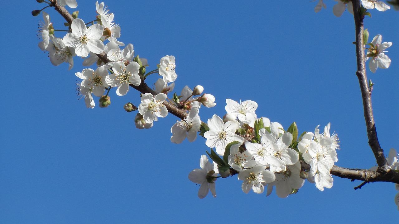 2. 梅花分类详述