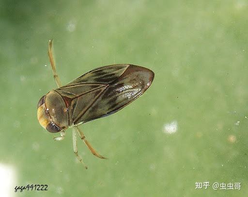 这种虫子水里生活,但会飞,门口不用的缸里好多?