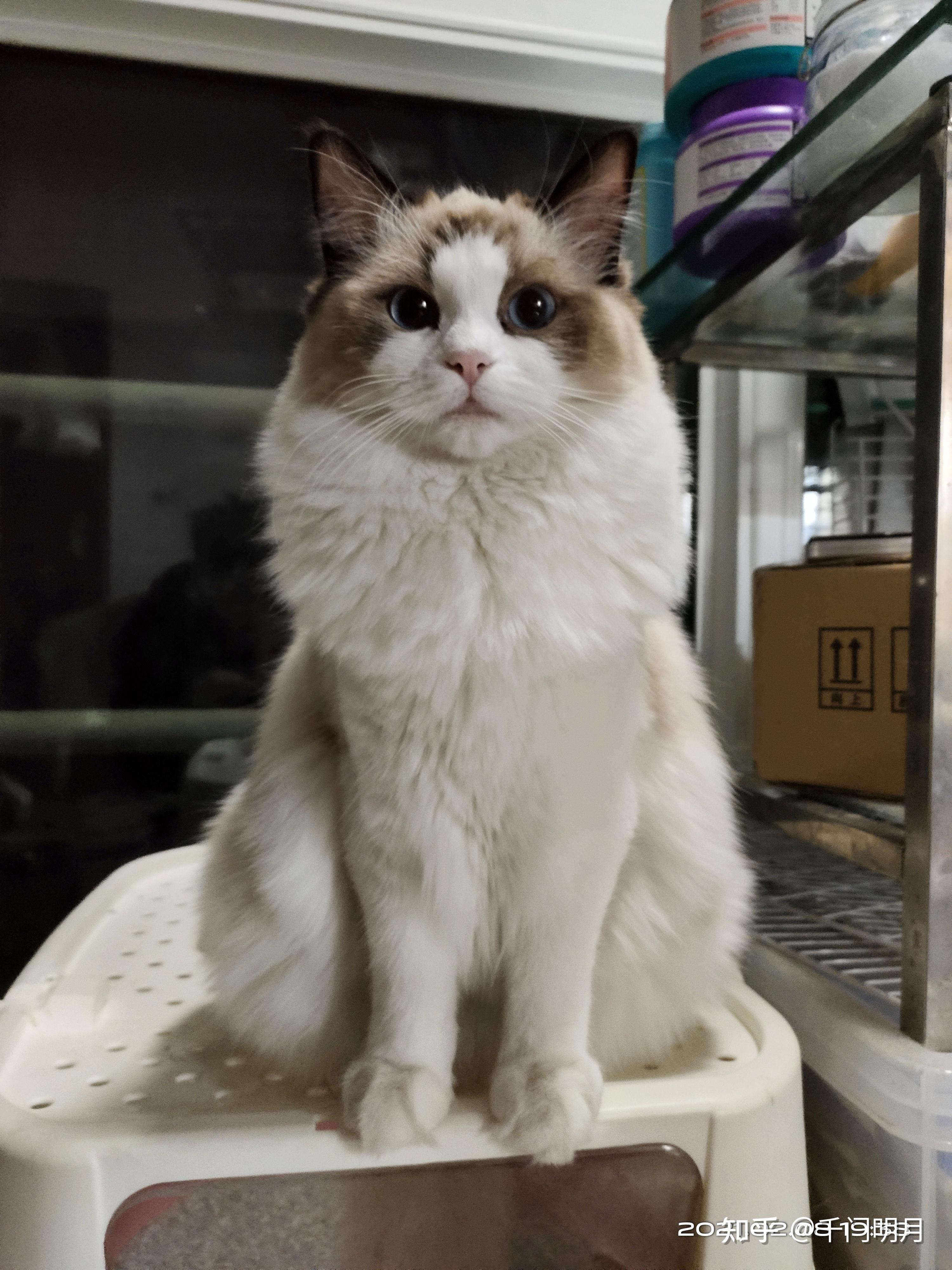 布偶猫500元可以买到吗