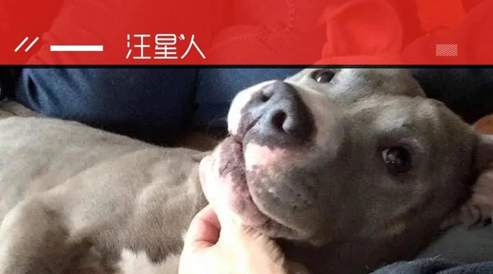 雌雄同体汪被抛弃现在它却成为这样一只治疗犬