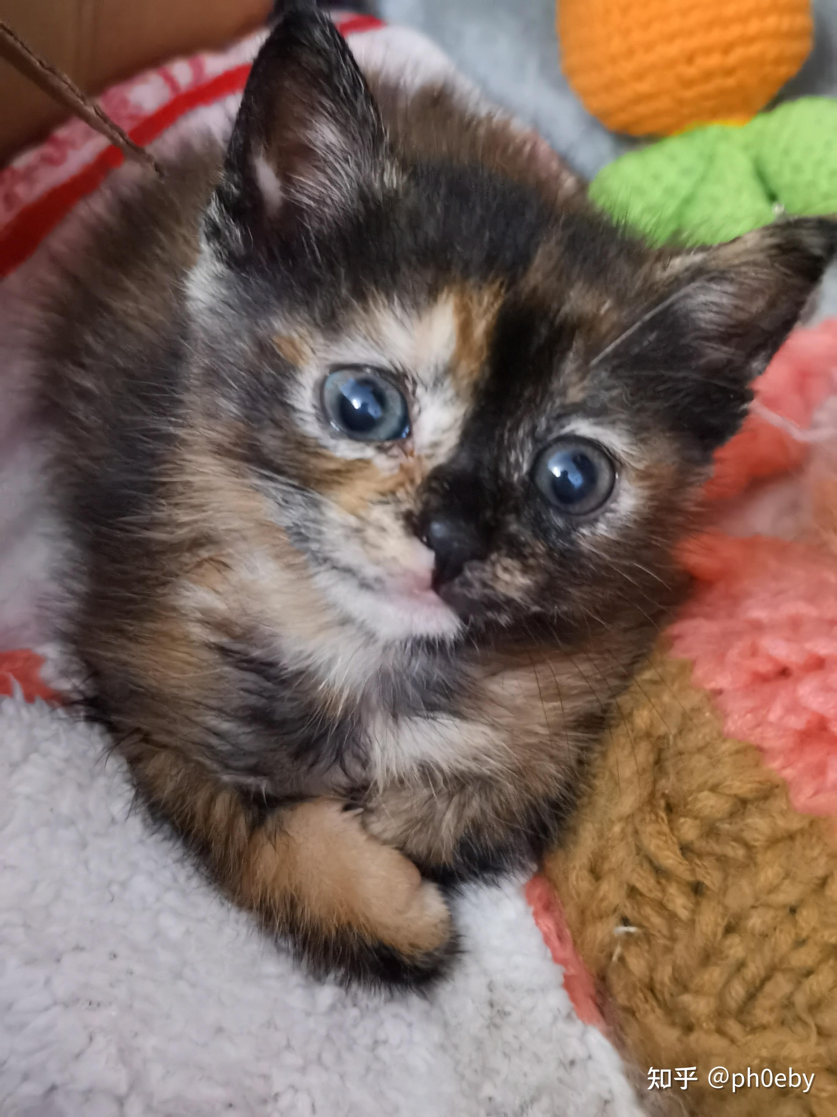 玳瑁猫可以有多可爱? - 知乎