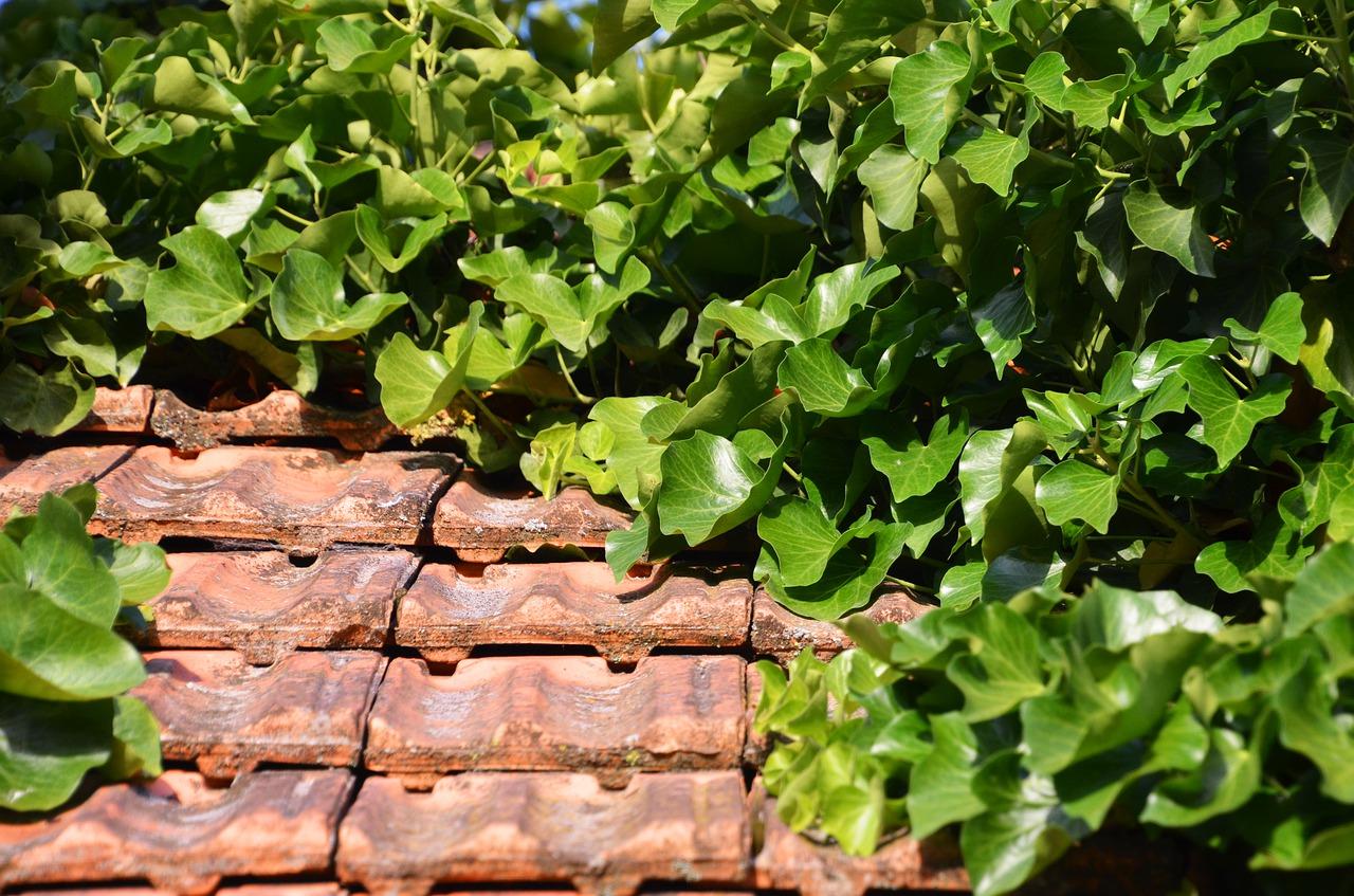 碧玉的叶子发黄怎么办