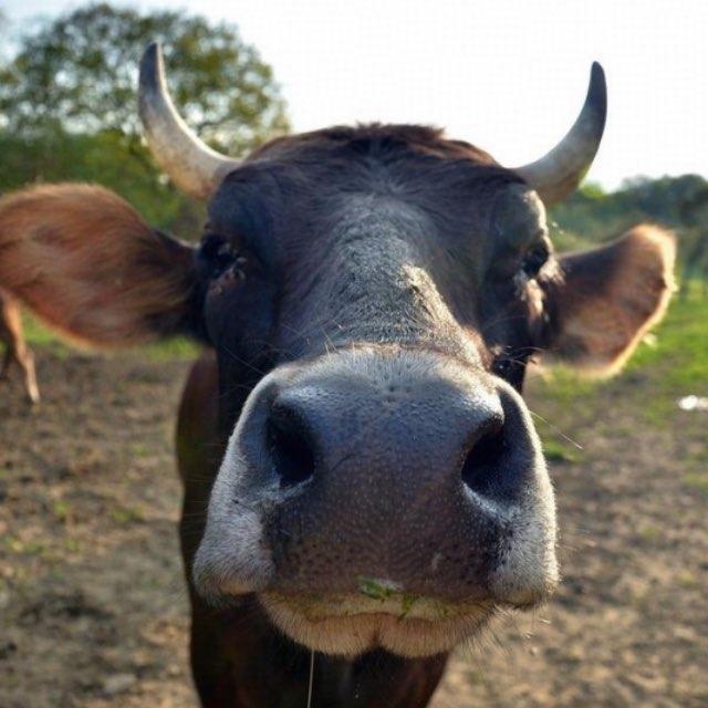 马的腿断了几乎必死，那么牛呢？