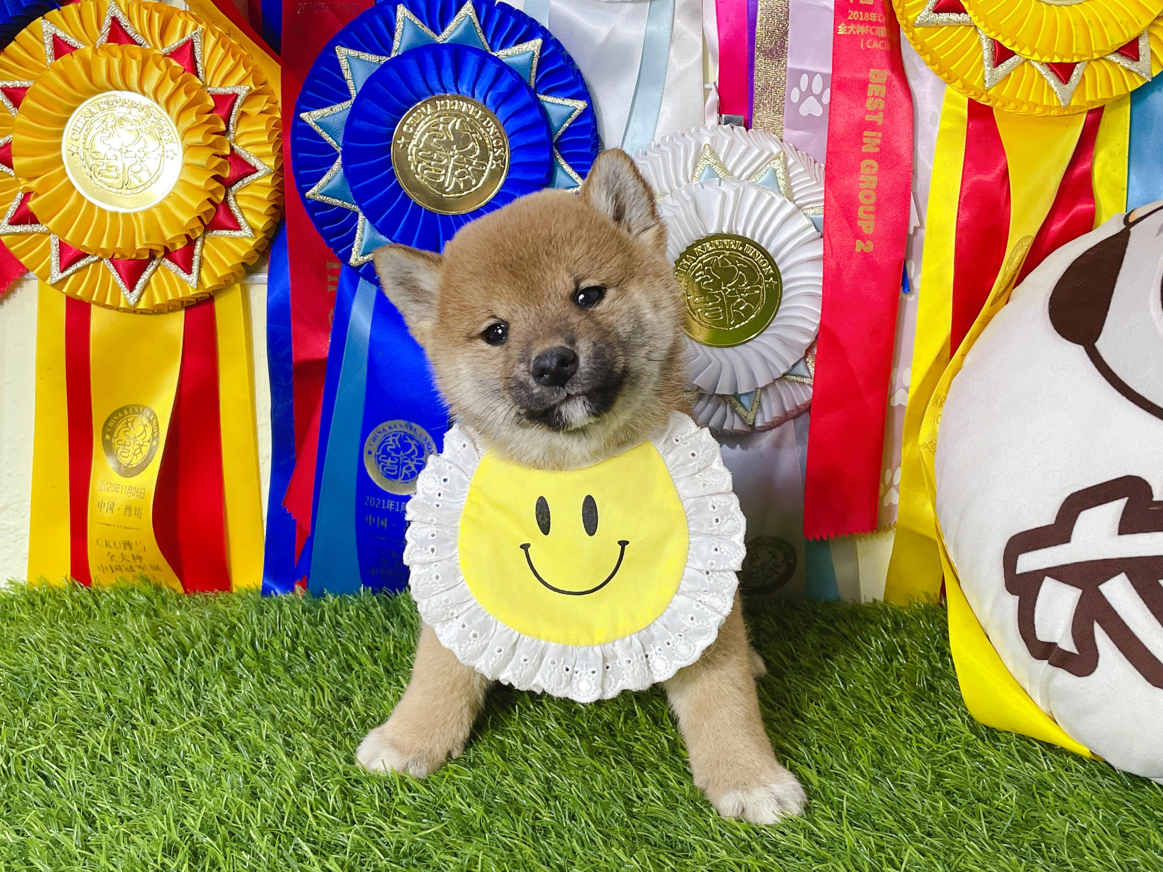 柴犬是中型犬吗？柴犬品相及性格怎么样？ - 知乎