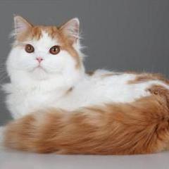 苏格兰立耳长毛猫 - 知乎