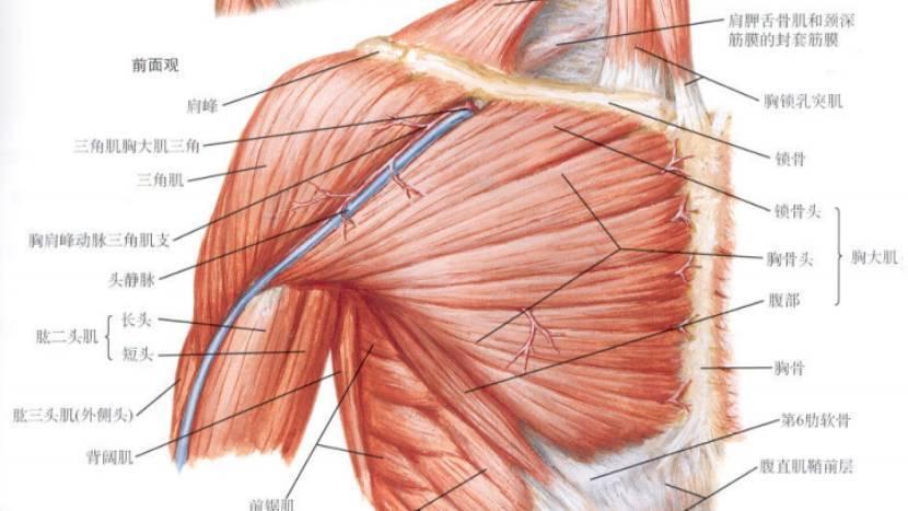 腋下附近的肌肉叫什么