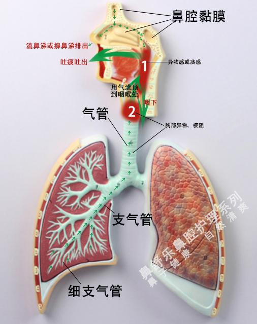 感冒时咳出的痰是从哪出来的? - 知乎