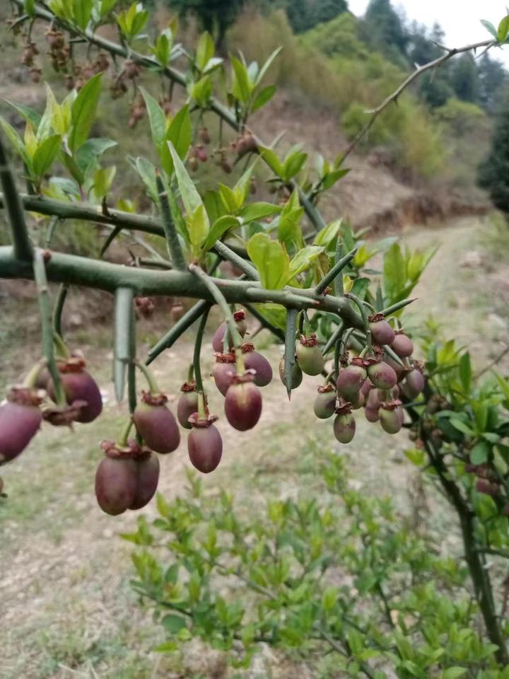 青刺果图片功效与作用图片