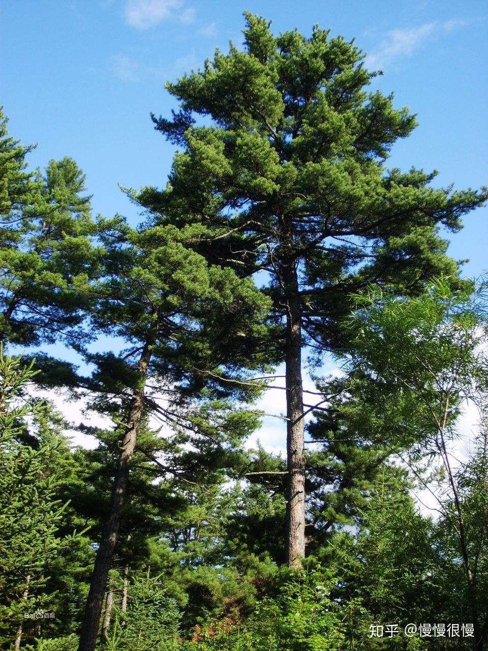 请问一下哪种松果结松子请附图蟹蟹