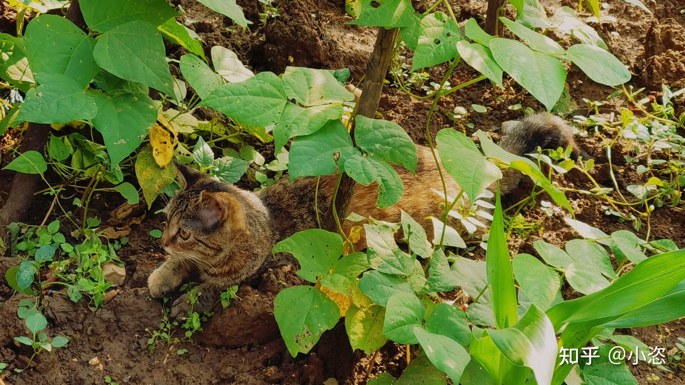 你好我能看看你们的狸花猫吗