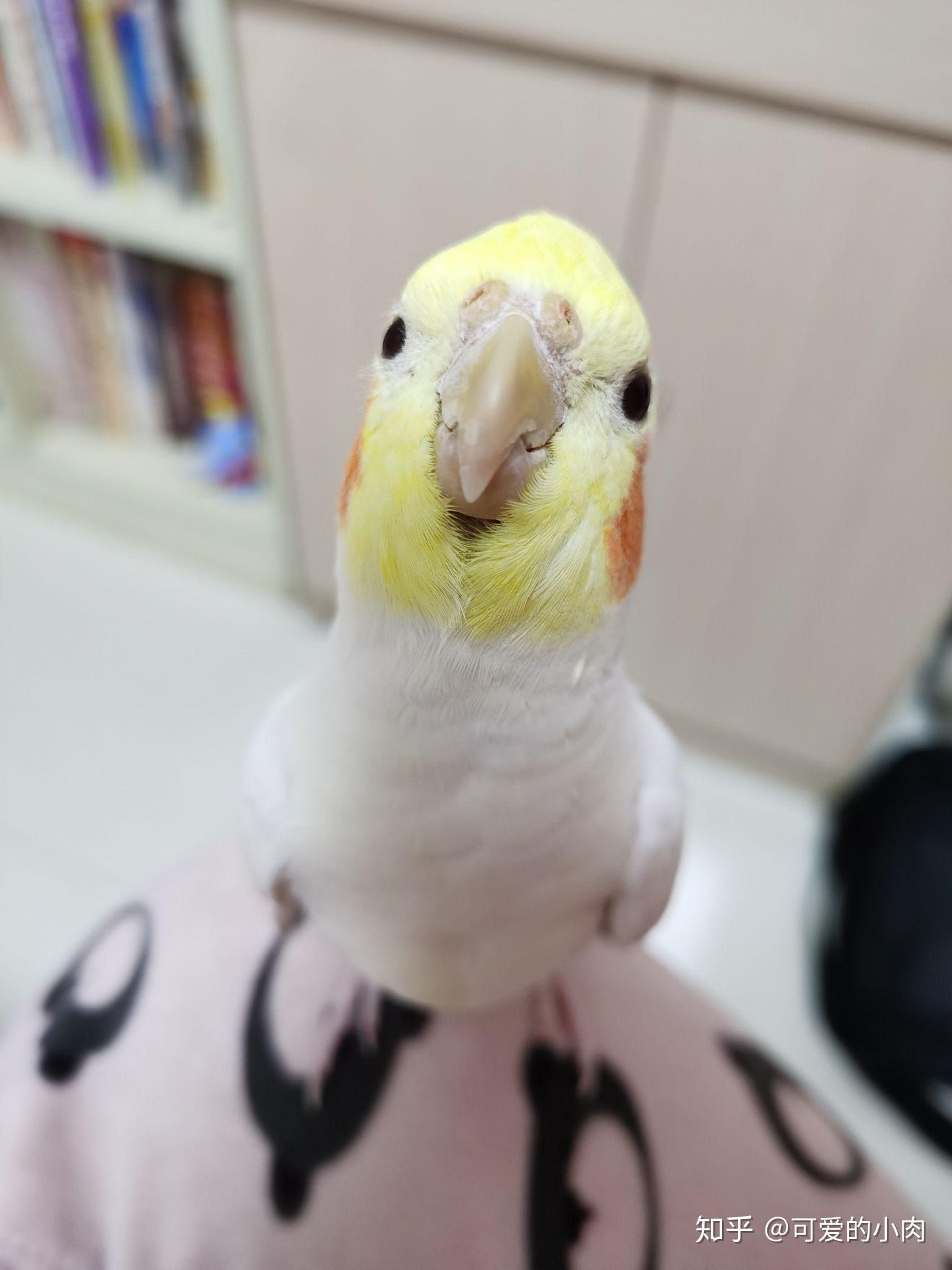 没养过鹦鹉想给妈妈买只黄化玄凤鹦鹉尽量少麻烦的那种请问大佬们有