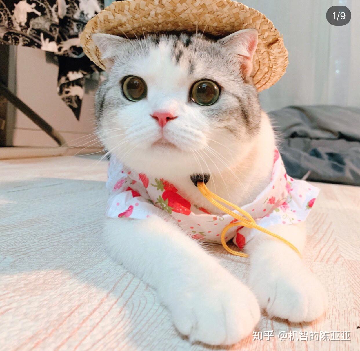 猫咪穿衣服会觉得舒服吗? - 知乎