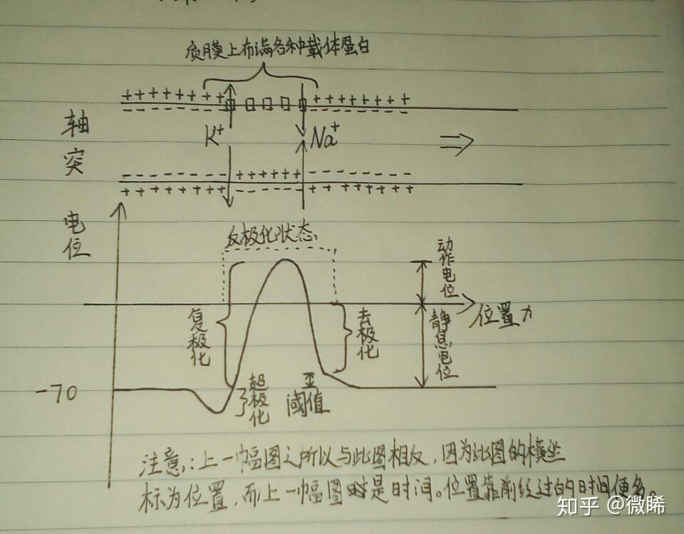 如何理解细胞的静息电位? 