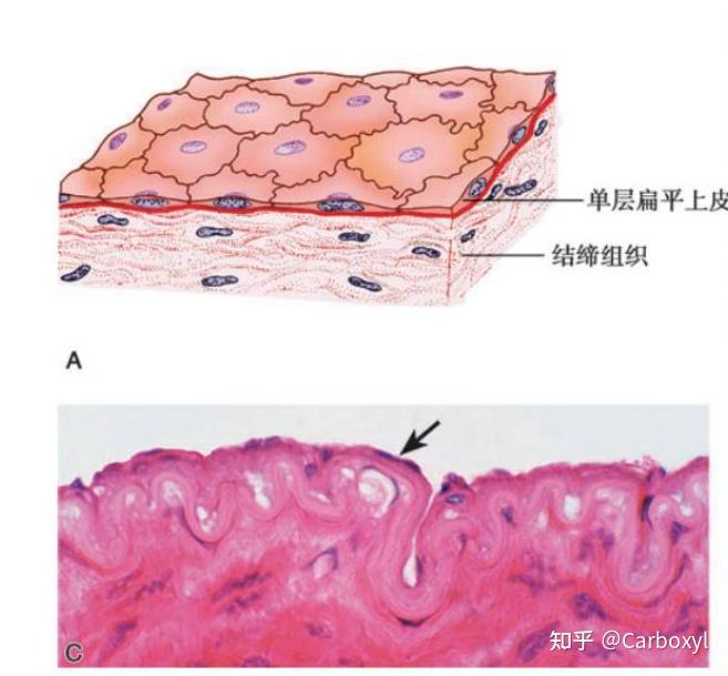 组织学与胚胎学:上皮组织英文专业术语总结 - 知乎