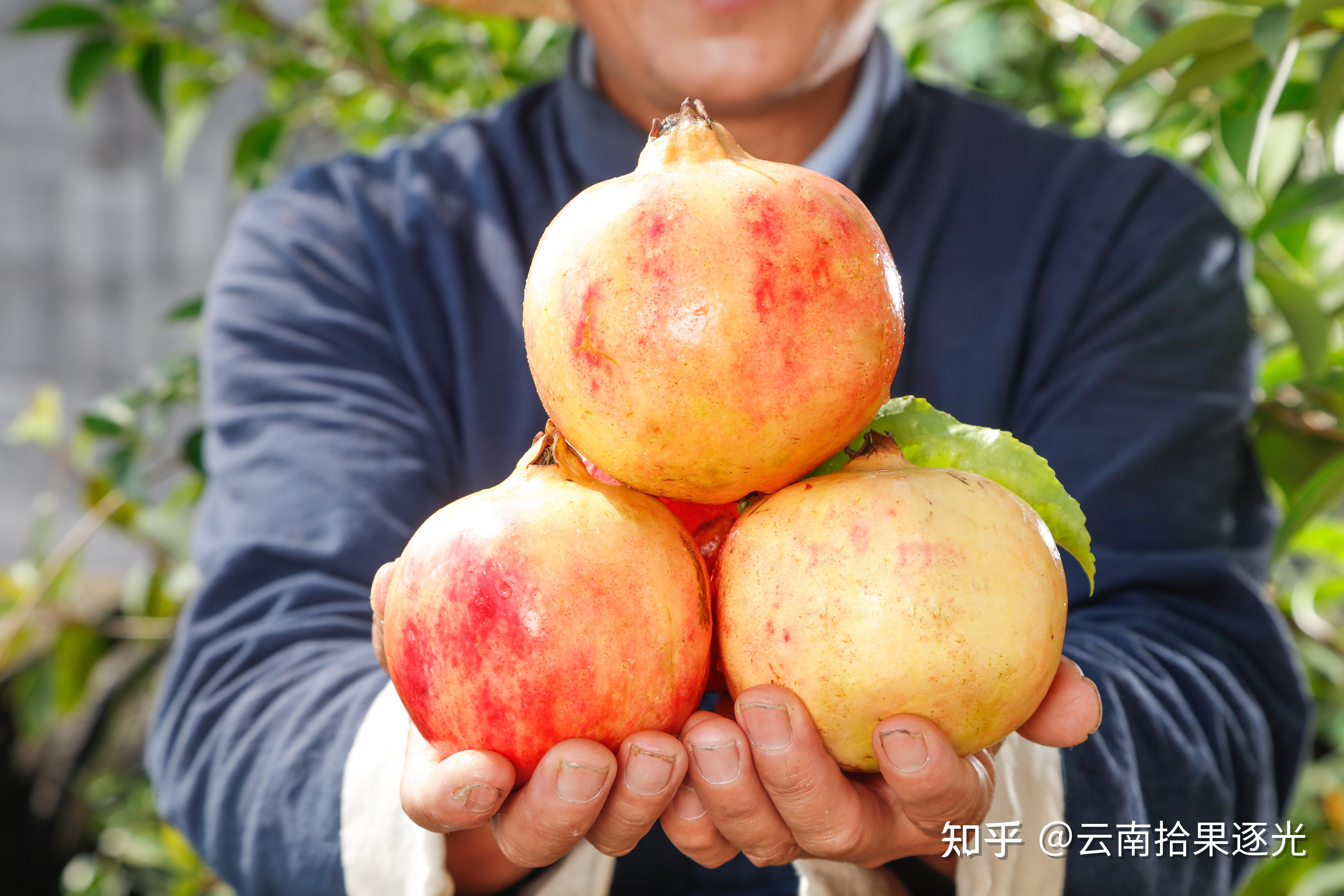 云南时令水果大量上市，吃云南终极美味「辣椒拌水果」是种什么体验？你还知道哪些水果的奇特吃法？